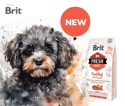 Covetrus | Brit Fresh Rind für Welpen grosser Rassen